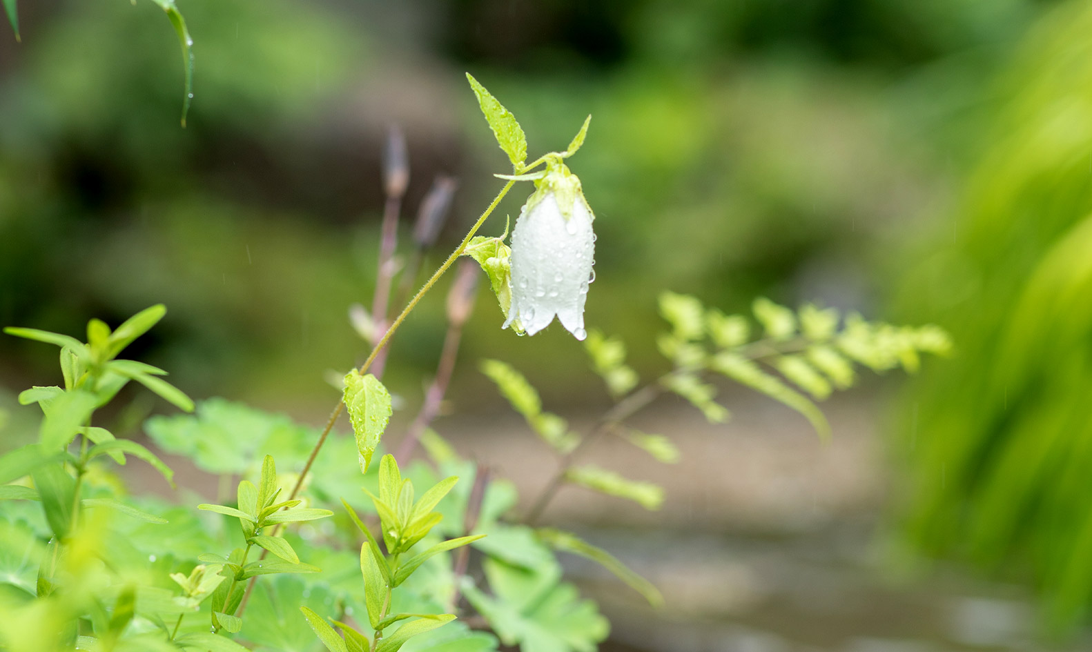 お客様の思いを
形にする庭づくり